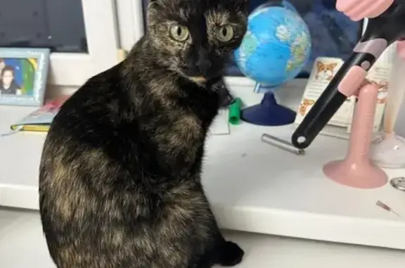 Пропала кошка, Салават, Бекетова 10