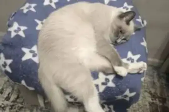 Кошки потеряшки, Белокуриха, фото: Потеряшка кошка, ул. Братьев Ждановых, 101Б