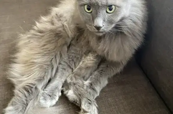 Пропала кошка, Фабричный пер., 4, Киров