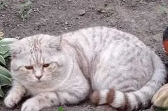 Кошки потеряшки, Зуевка, фото: Потеряшка кошка, ул. Луначарского 24, Зуевка