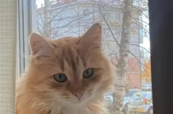 Пропала кошка, пр. Машиностроителей, 13к1
