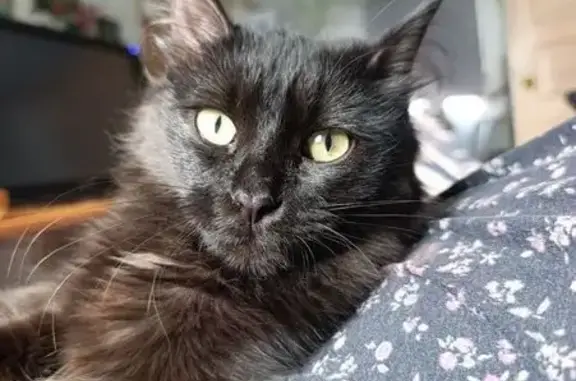 Кошки потеряшки, Новосибирск, фото: Потеряшка кошка, 2-я Марата 26, Новосиб.