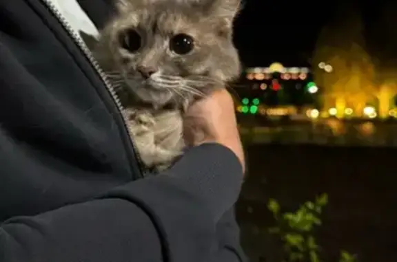 Кошка найдена на ул. Хади Такташа, 74