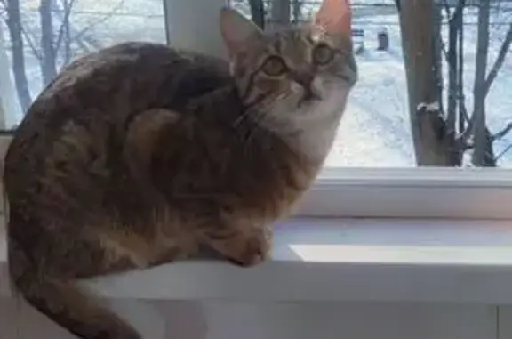 Пропала кошка, Фрязино, МО