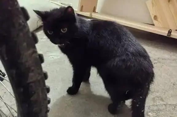 Найдена кошка, Санкт-Петербург, фото: Кошка найдена: Новгородская ул., 28, СПб