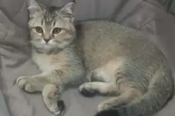 Кошки потеряшки, Дзержинск, фото: Кошка пропала, Пушкинская 4, Дзержинск