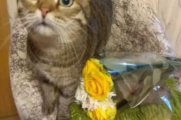 Пропала кошка, 10-я линия, 35, Рязань
