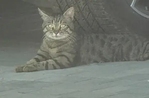 Кот найден: Красноармейский р-н, Волгоград