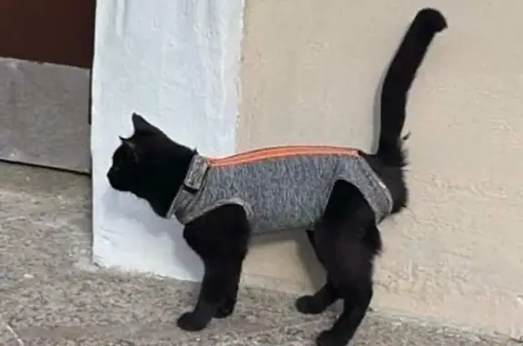 Найденные животные Москва, фото: Найдена кошка, Рочдельская ул. 15, Москва