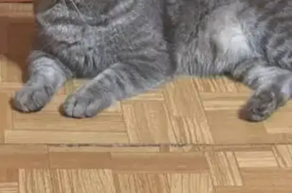 Кошки потеряшки, Симферополь, фото: Потеряшка кошка на ул. Ларионова, 147