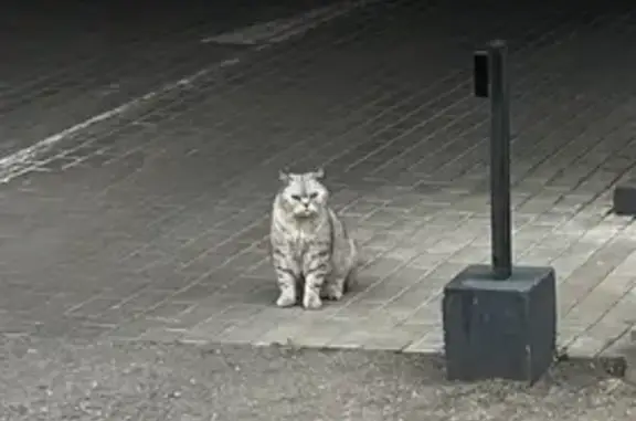 Кошка найдена: Корабельная ул., 6А, Москва