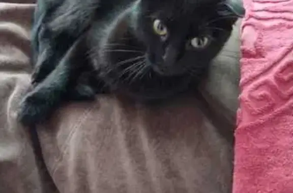 Кошки потеряшки, Анапская, фото: Потеряшка чёрная кошка, Охотничья 3, Анапа