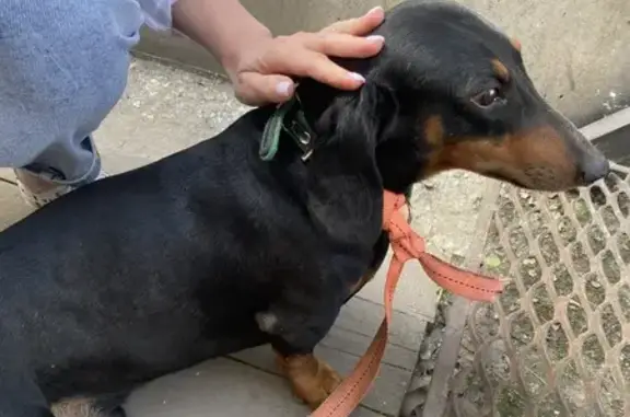 Найдена собака на Металлургов, 3, Липецк