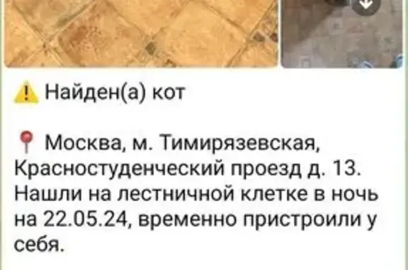 Кошка найдена: Красностуденческий пр., 9