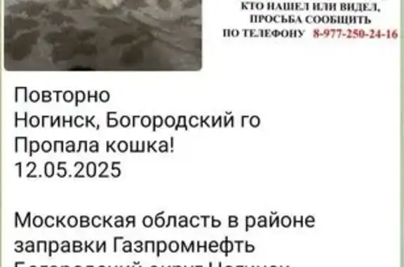 Пропала рыжая кошка, Волга, МО