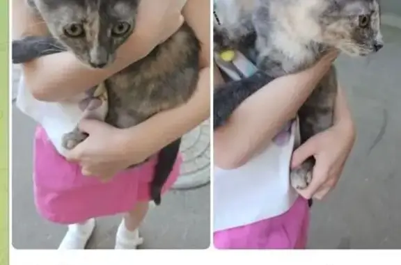 Трёхцветный котёнок найден на Сходненской, 31