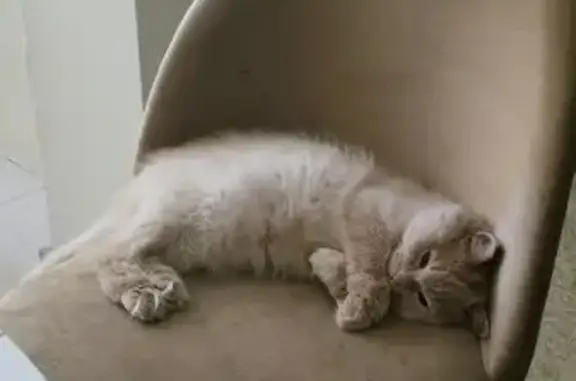 Кошки потеряшки, район Щербинка, фото: Потеряшка кошка, район Щербинка