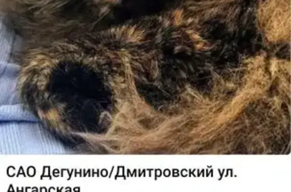 Пропала кошка, Ангарская ул. 20А, Москва