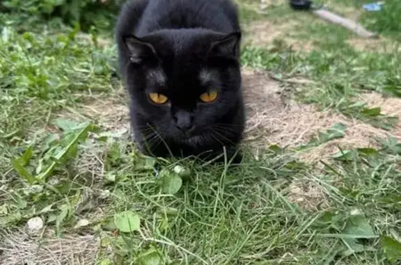 Найдена кошка, ул. Алексеева, Красноярск