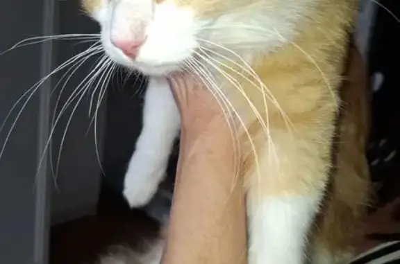 Кошка найдена: Джамбульская 2Б, Крск