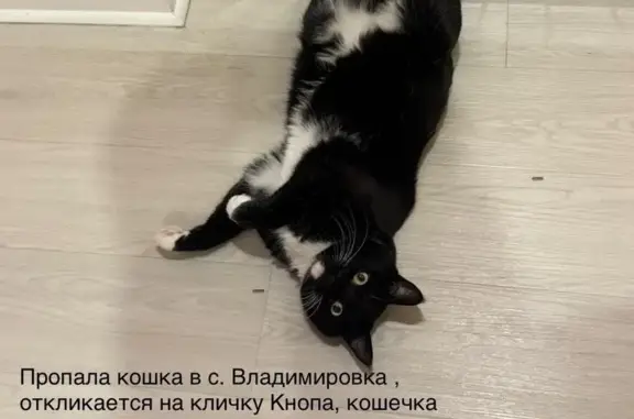 Пропала кошка, Набережная ул., Владимировка