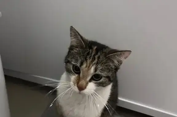 Кошка найдена, ул. Анатолия, 90, Новоалтайск