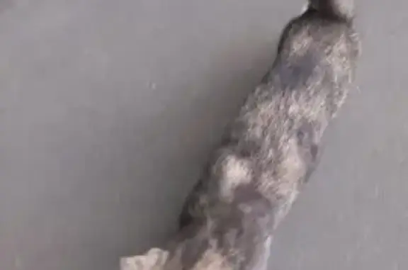 Найдена кошка, Москва, фото: Кошка найдена: Бирюлёвская 47 к1, Москва