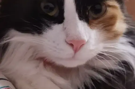 Кошки потеряшки, Симферополь, фото: Потеряшка кошка, ул. Лихого, Симферополь