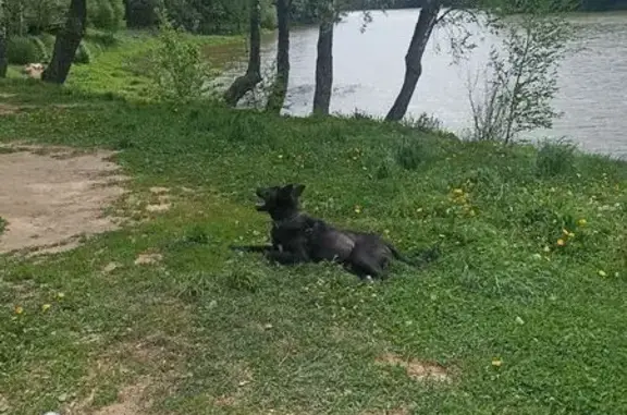 Собака найдена на Октябрьской, 4, Балабаново