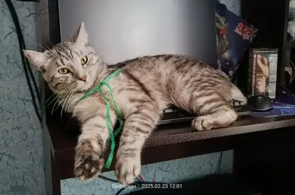 Пропала кошка, Люберцы, ул. Космонавтов, 12