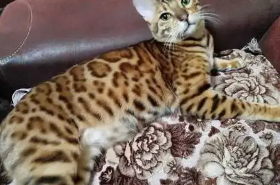 Пропала рыжая кошка, Ульяновых 12Б
