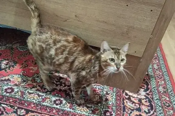 Найденные животные Набережные Челны, фото: Кошка найдена: пр. Хасана Туфана, НЧ