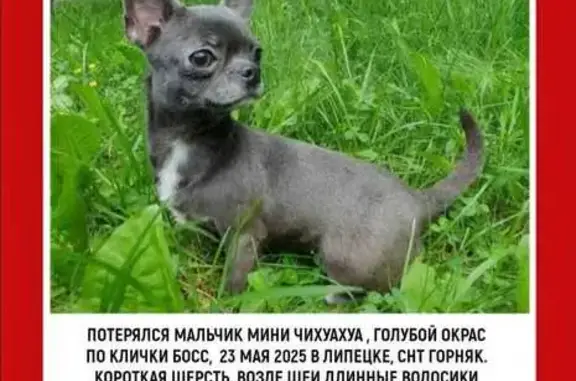 Пропала собака, Липецк, Липецкая обл.