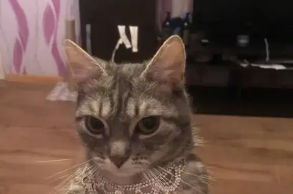 Кошки потеряшки, Сатис, фото: Потеряшка кошка, Заводская ул. 9, Сатис