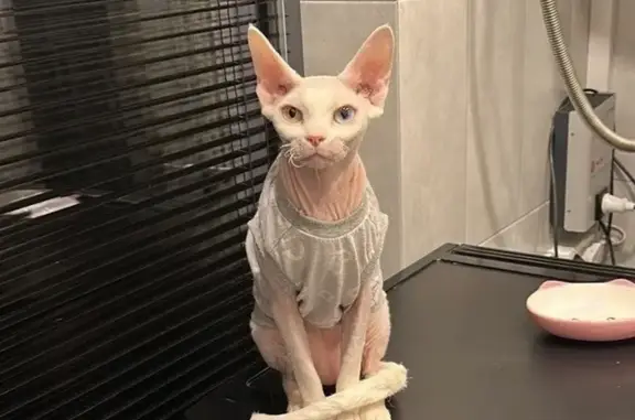 Кошки потеряшки, Кимры, фото: Потеряшка кошка на Красноармейской, 30