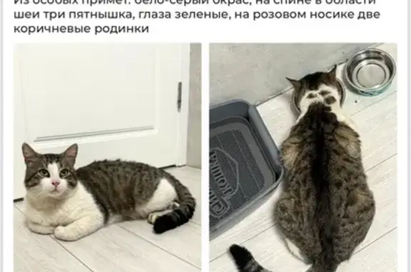 Пропала кошка, 81Б, Щеглово