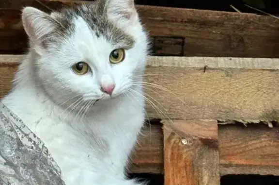 Кошки потеряшки, Краснодар, фото: Потеряшка кошка, Речная ул. 26, Краснодар