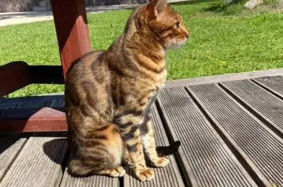 Пропала кошка, 3 линия, Петровское СП