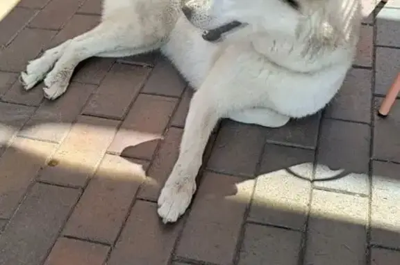 Хаски найдена: Береговая ул., 2А, Калининград