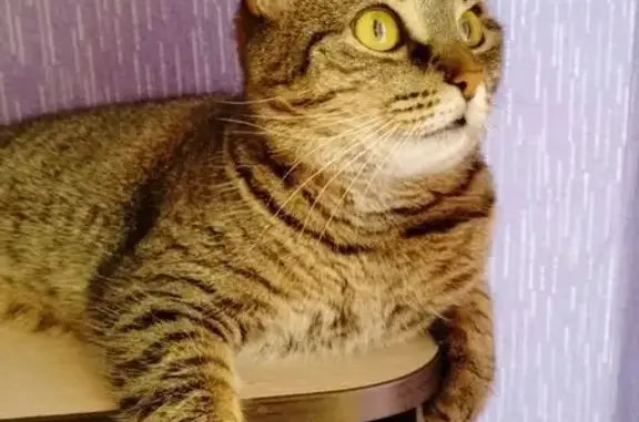 Пропала кошка, ул. Жукова, 5, Лиски