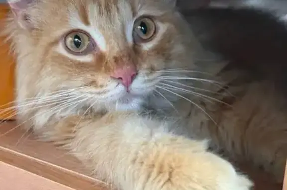 Найдена кошка, Рязань, фото: Кошка найдена: проезд Гоголя, 5А, Рязань