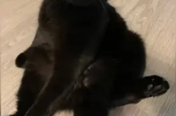 Кошки потеряшки, Ульяновск, фото: Потеряшка кошка, Киевский бульвар 22, Ульяновск