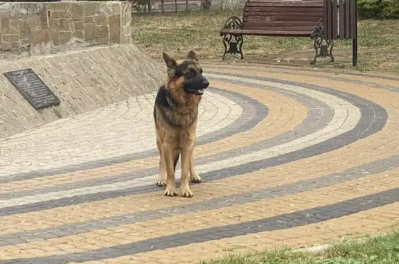 Найдена собака на наб. Терешковой, Евпатория