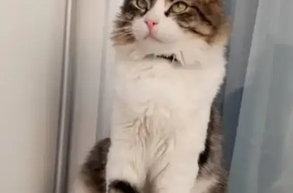 Пропала кошка, ул. Листьева, 8, Михайловск