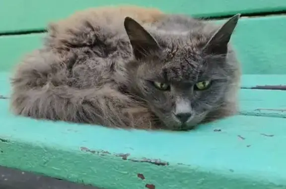 Кошка найдена: ул. Ивана Бабушкина, Москва