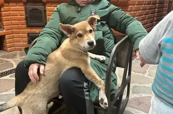 Пропала собака в Конаково, Речицы
