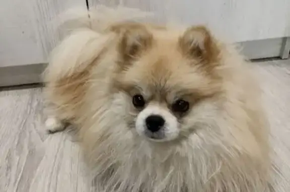 Найдена собака, Медведево, фото: Собака найдена: Советская 23, Медведево