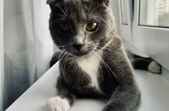 Кошки потеряшки, Новоивановское, фото: Потеряшка кошка, ул. Калинина 14, Новоивановское