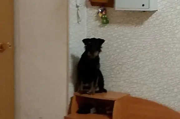 Пропала собака, Большая ул., 9, Хабаровск