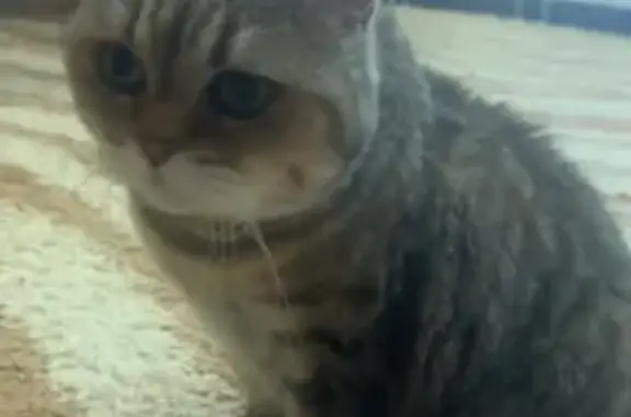 Кошки потеряшки, Новозыбков, фото: Потеряшка кошка, Солнечная 21, Новозыбков